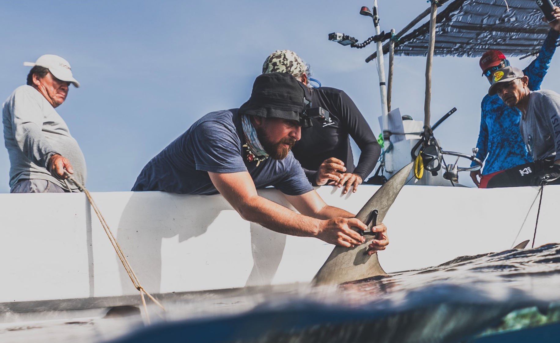 Iniciativa busca proteger a tiburones en Quintana Roo